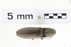 Foto (Dorsalansicht) von Athous sierrae (NHMW-ZOO-COL-0008576)